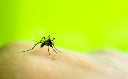 Передается ли ВИЧ через укус комара